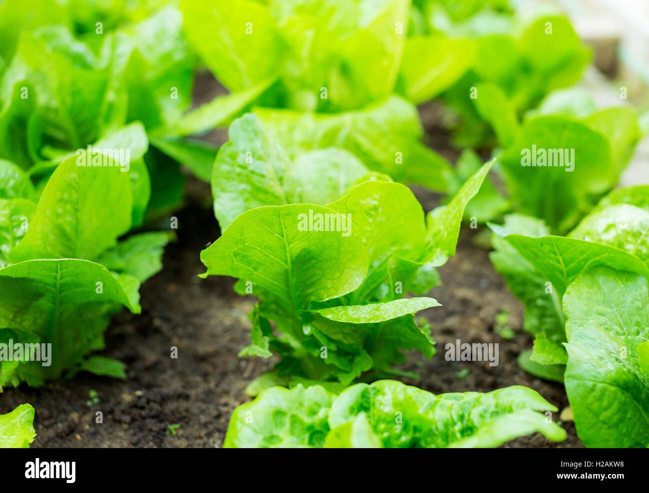 Lettuce seedlings in field Stock Photo Alamy