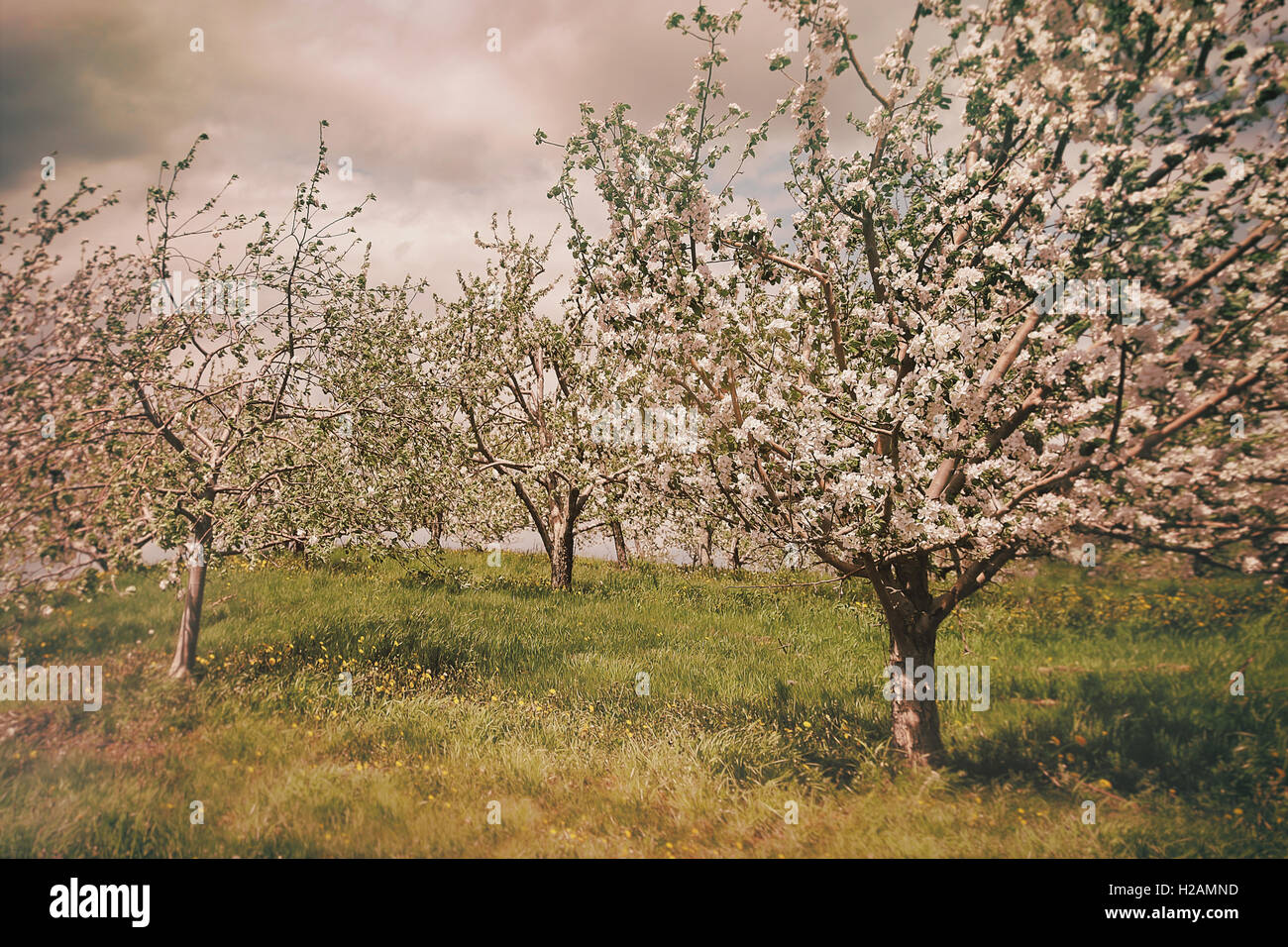 Meadow orchard in spring hi-res stock photography and images - Alamy