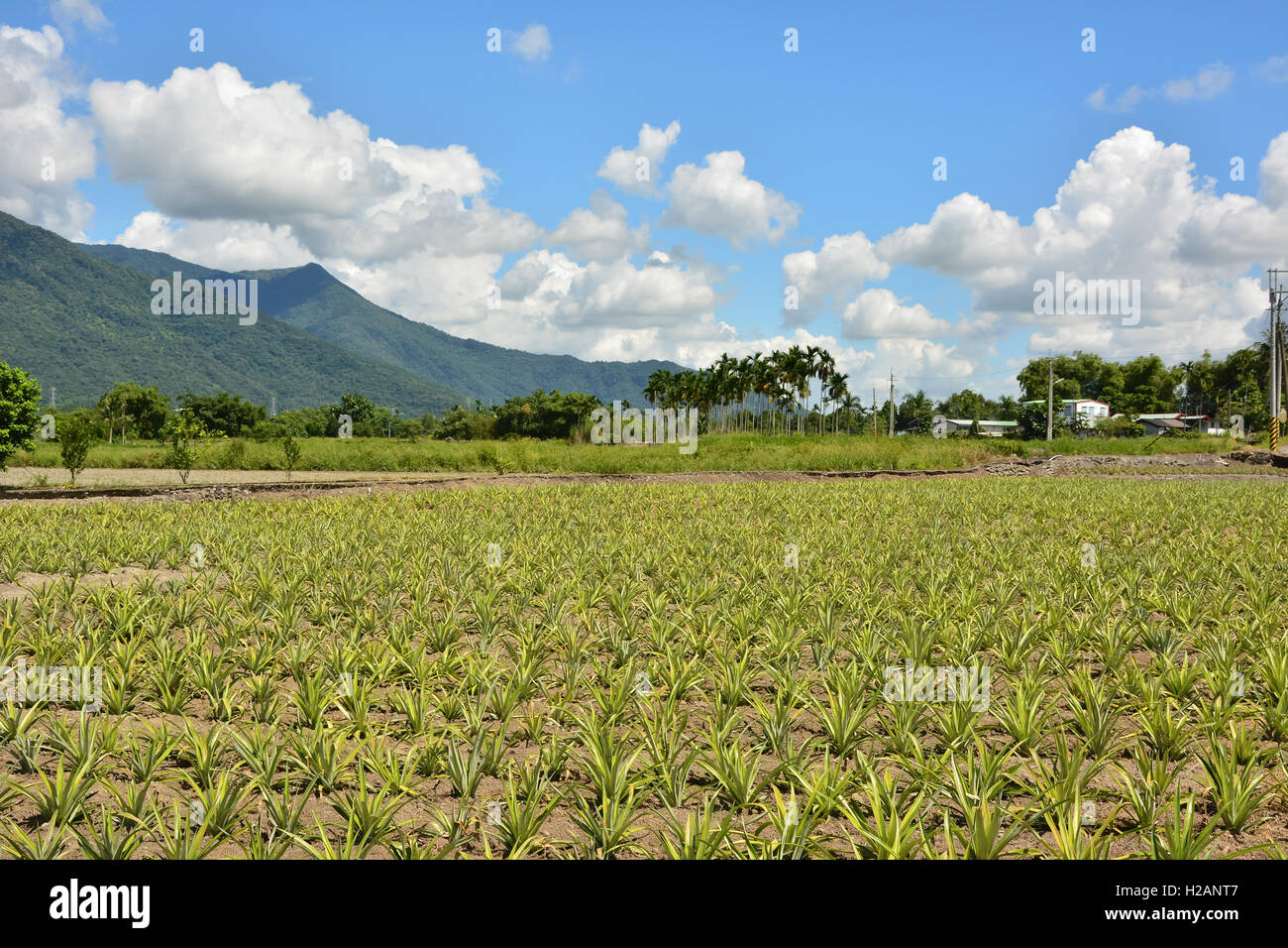 Pineapple plantation queensland hires stock photography and images Alamy