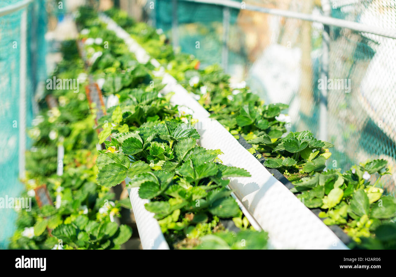 Organic hydroponic strawberry field Stock Photo Alamy