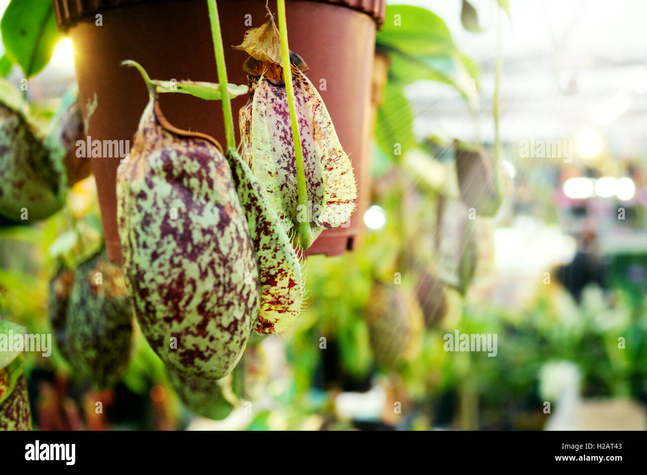 Nepenthes Stock Photo