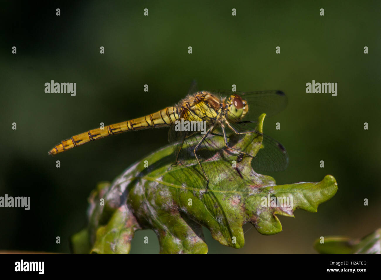 Dragonfly sitting on a leaf Stock Photo - Alamy