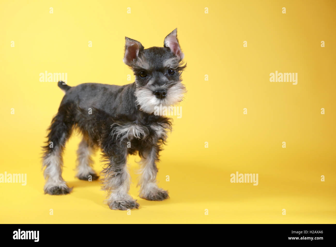Miniature schnauzer white hi-res stock photography and images - Page 17 -  Alamy