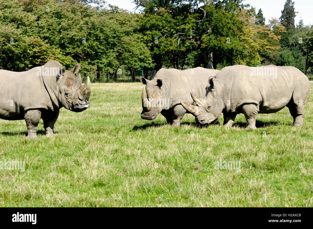 Group of rhino Stock Photo