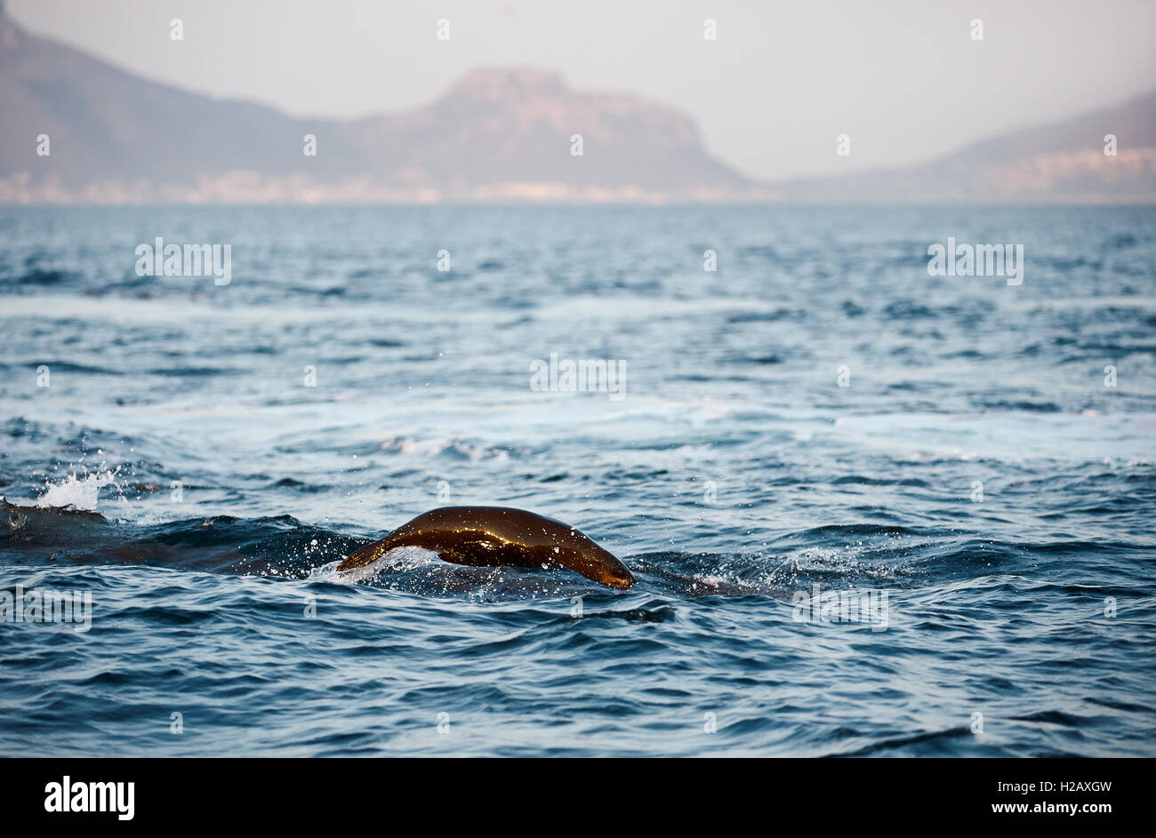 Seals swim and jumping out of water. Seals swim and jumping out of