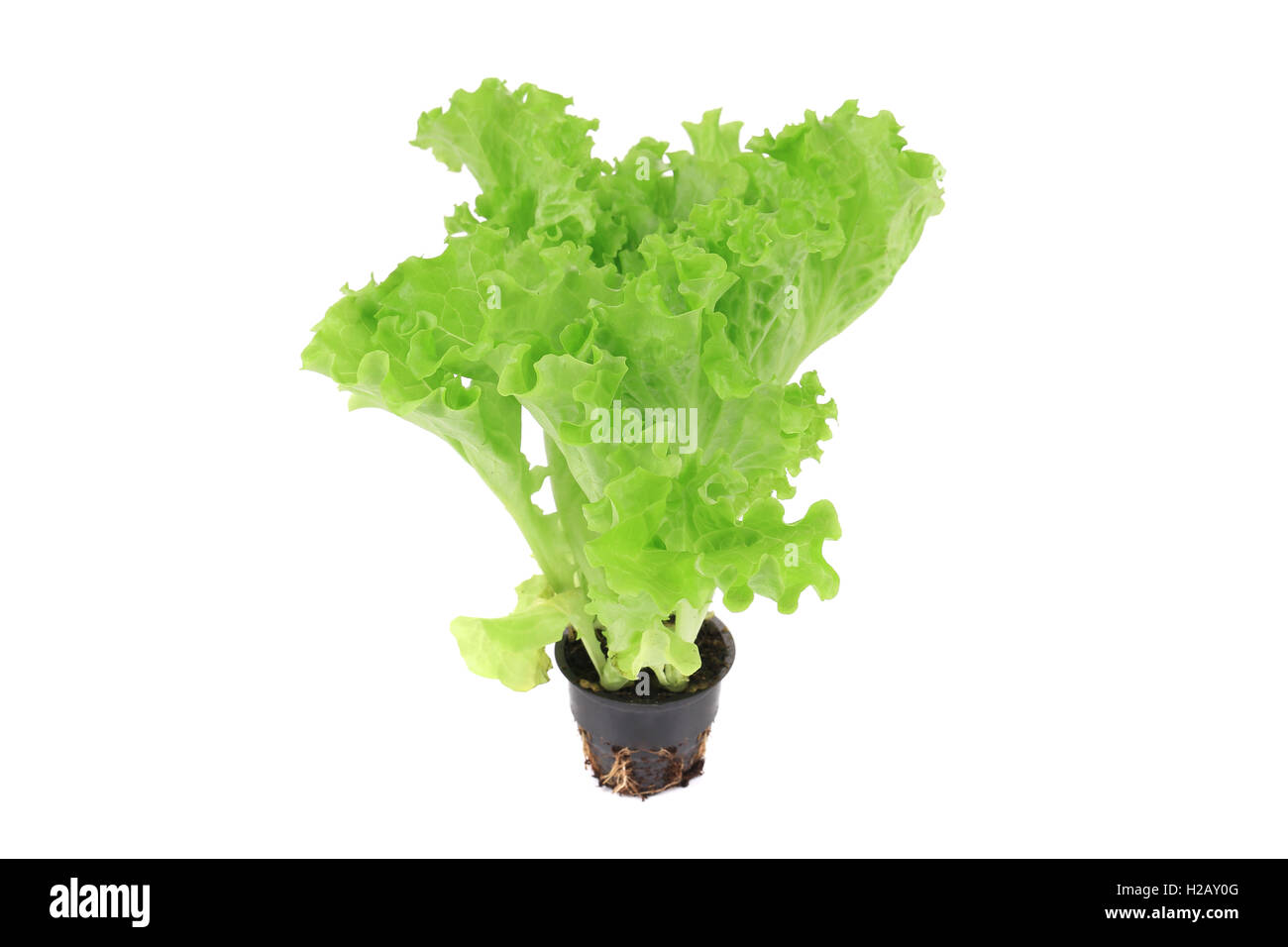 Lettuce in a pot Stock Photo Alamy