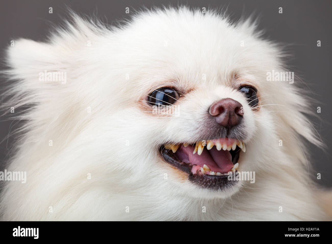 Pomeranian bark Stock Photo - Alamy