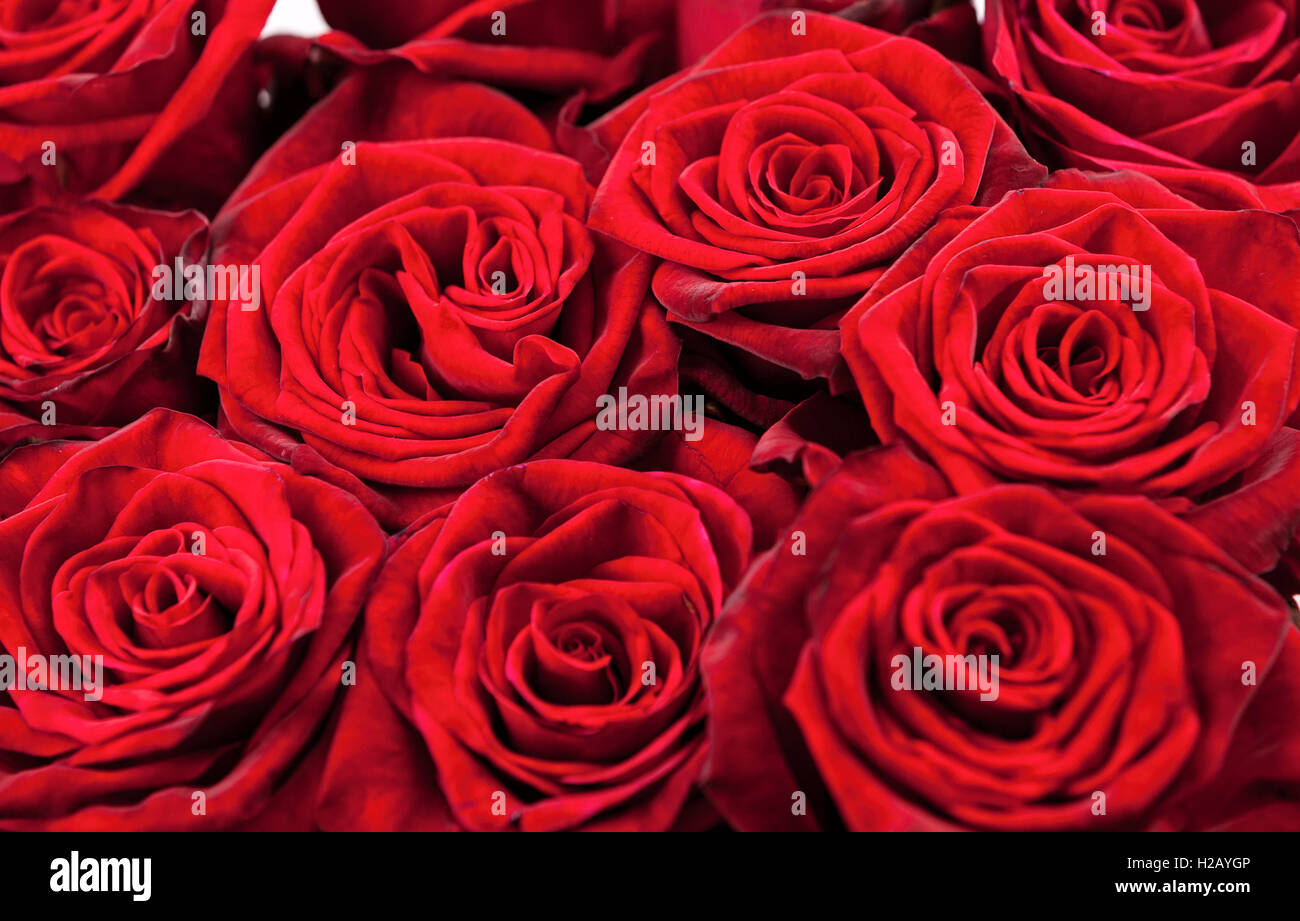 Background of red roses Stock Photo - Alamy