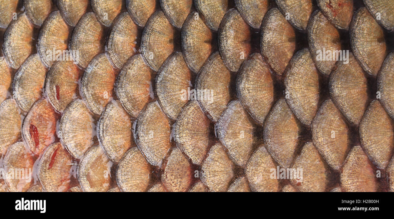 Texture of fish scales close up Stock Photo - Alamy