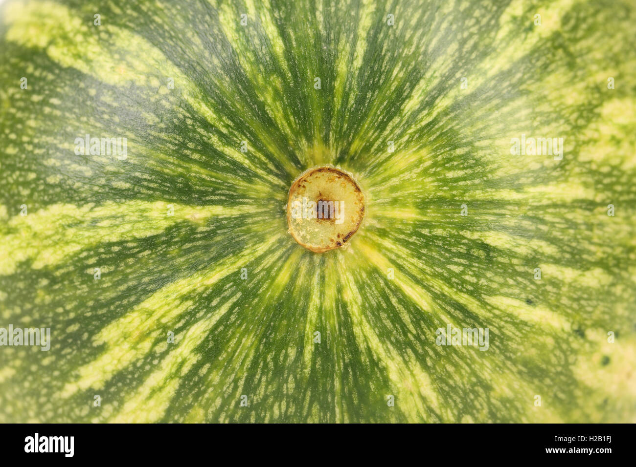 background of small green pumpkin Stock Photo - Alamy