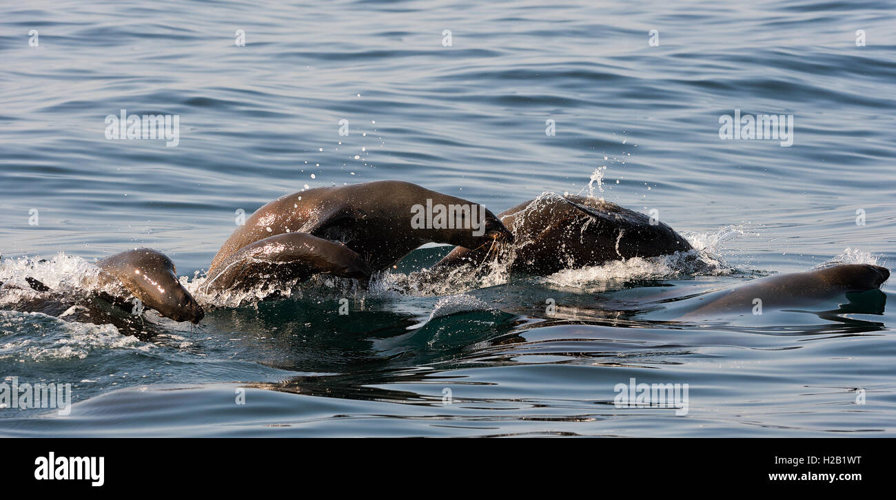 Seals swim and jumping out of water Stock Photo Alamy