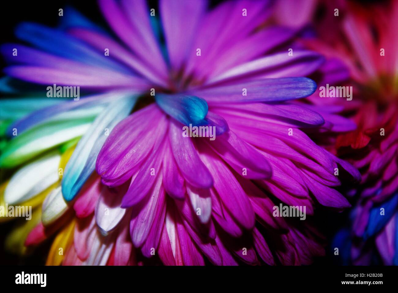 Trippy flowers hires stock photography and images Alamy