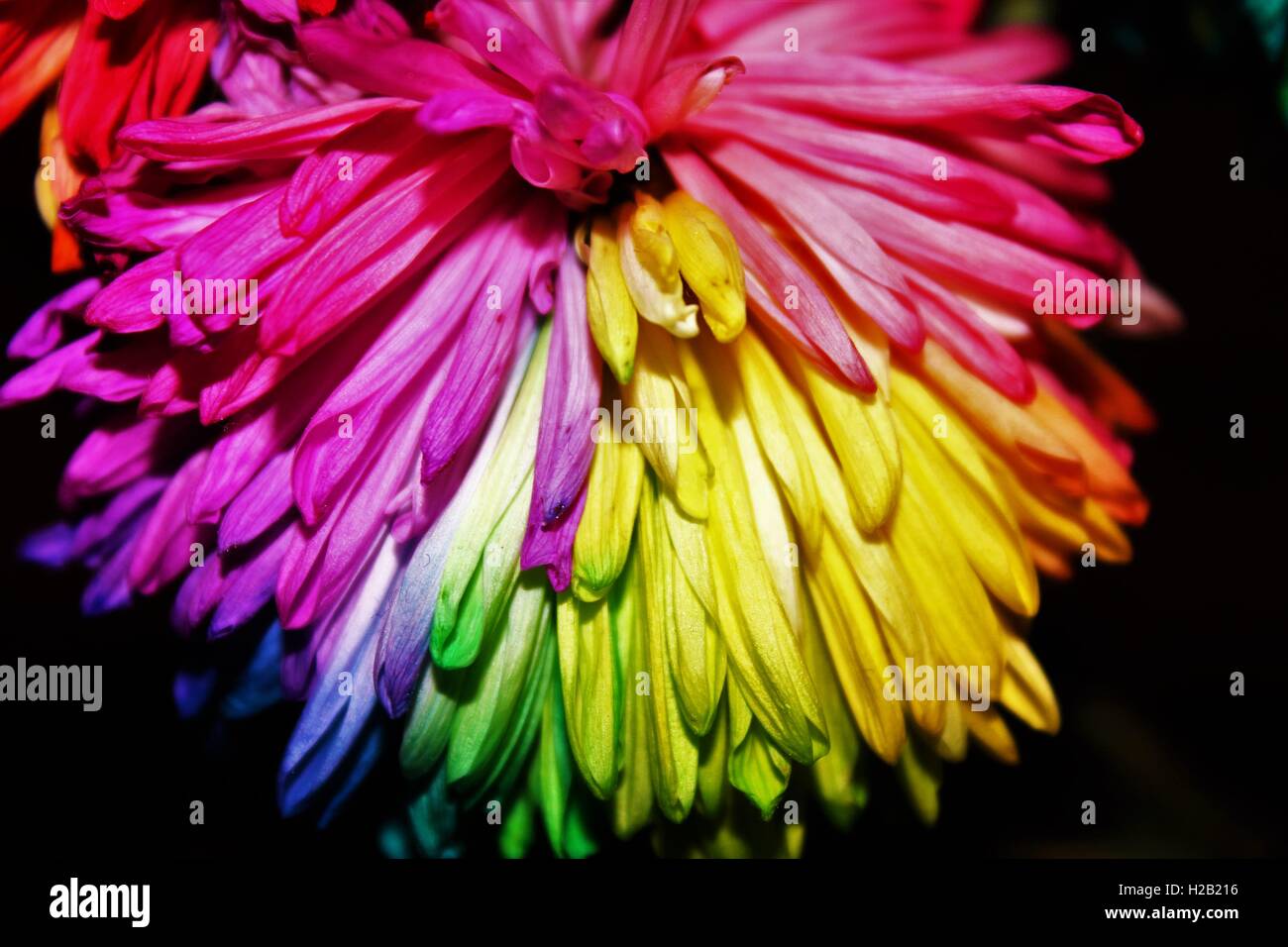 Trippy flowers hires stock photography and images Alamy