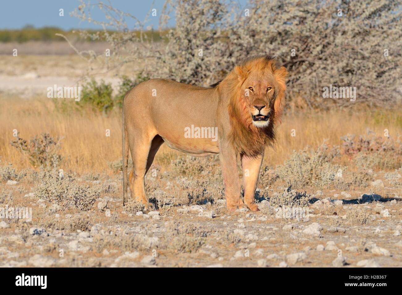 Lion (Panthera leo), standing on arid ground, alert, Etosha National Park, Namibia, Africa Stock Photo