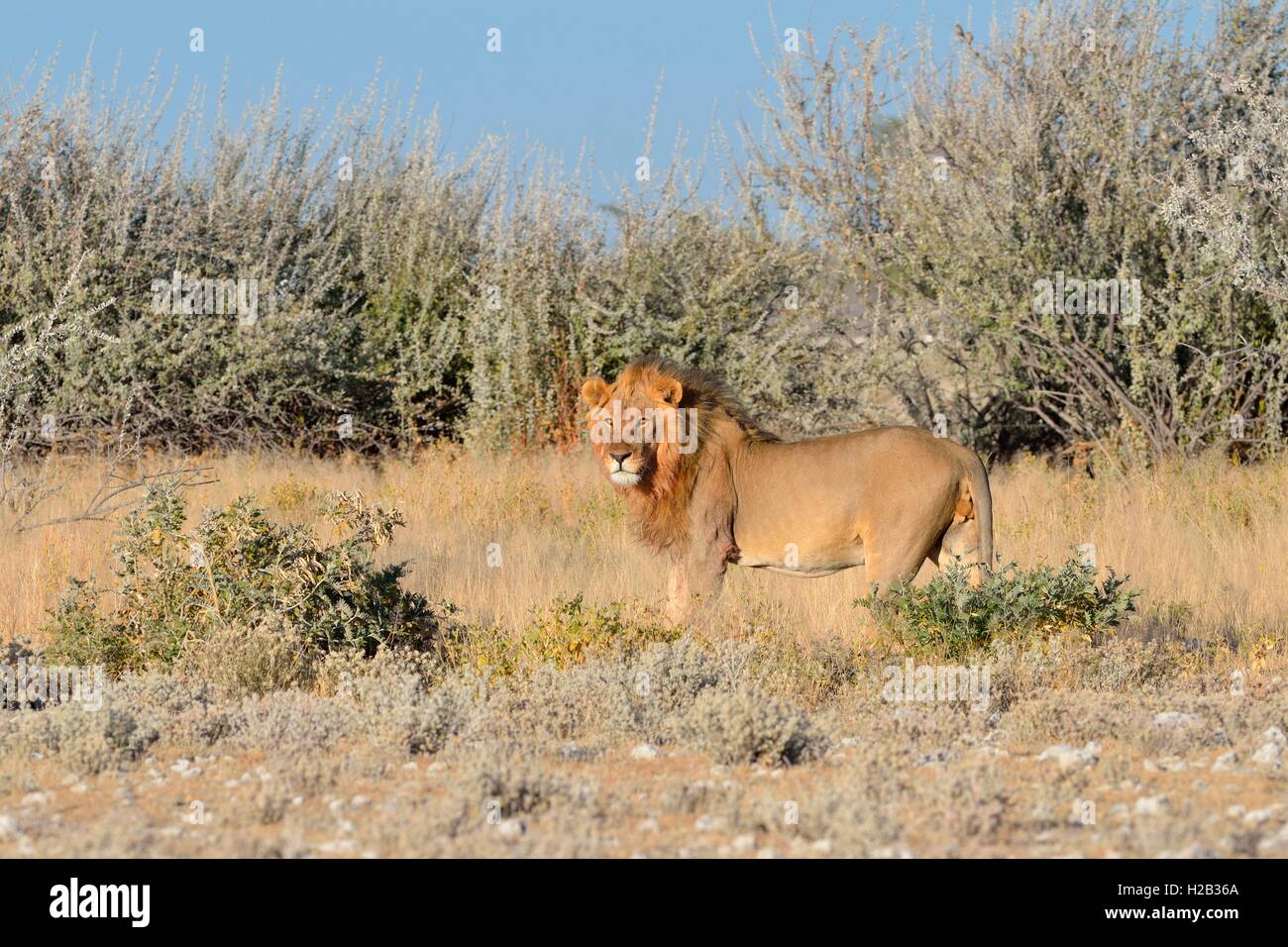 Lion (Panthera leo), standing, alert, Etosha National Park, Namibia, Africa Stock Photo