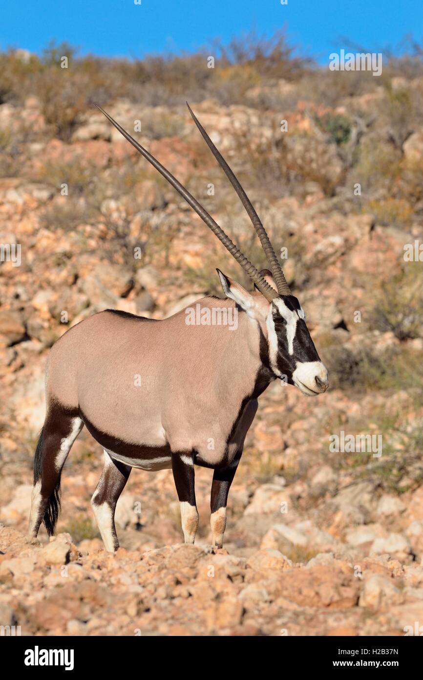 Female oryx hi-res stock photography and images - Alamy