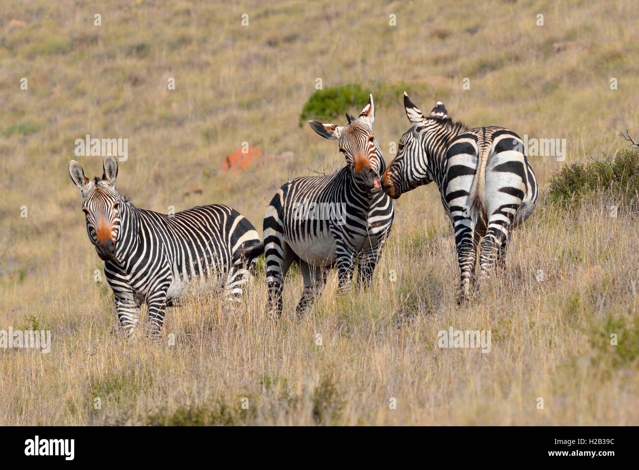 The three species of zebra hires stock photography and images Alamy