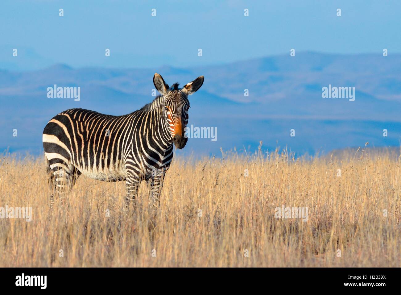 Cape Mountain Zebra (Equus zebra zebra), standing in the dry grass, Mountain Zebra National Park, Eastern Cape, South Africa Stock Photo