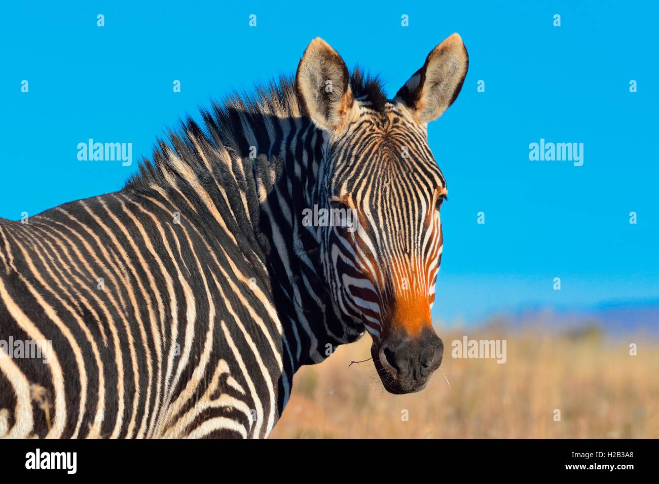 Cape Mountain Zebra (Equus zebra zebra), portrait, Mountain Zebra National Park, Eastern Cape, South Africa, Africa Stock Photo