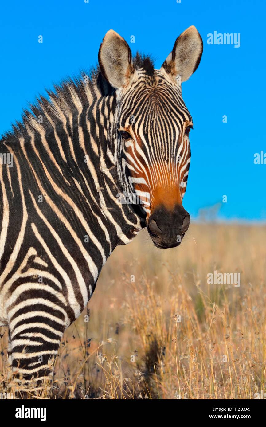 Cape Mountain Zebra (Equus zebra zebra), standing in the high grass, Mountain Zebra National Park, Eastern Cape, South Africa Stock Photo