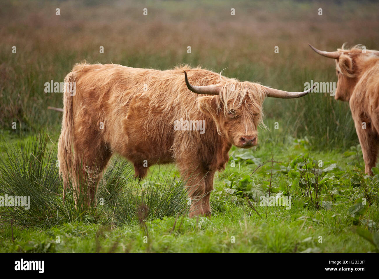 Highland bull at Alverstone on the Isle of Wight Stock Photo