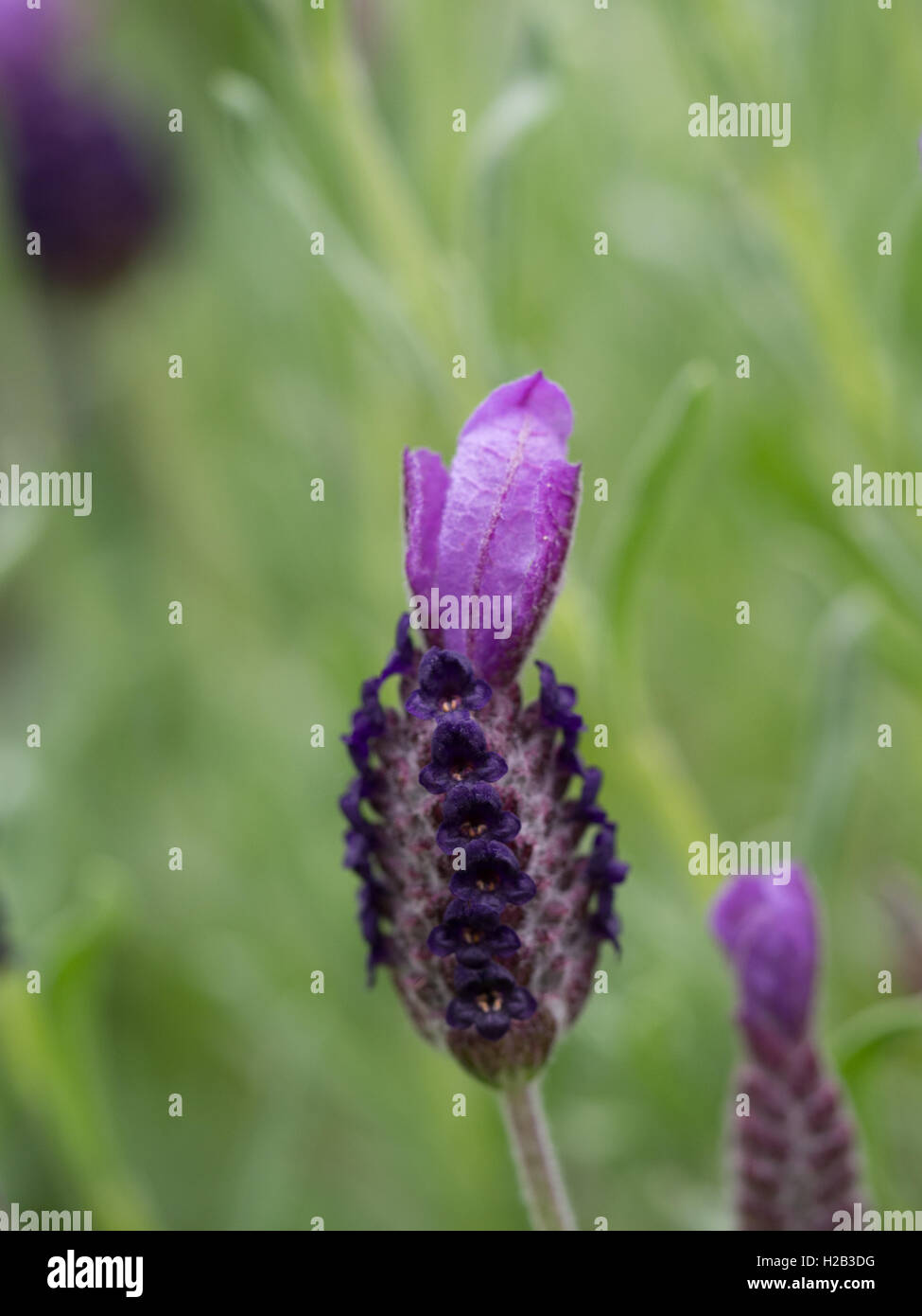 Lavendula stoechas 'Anouk' flower Stock Photo