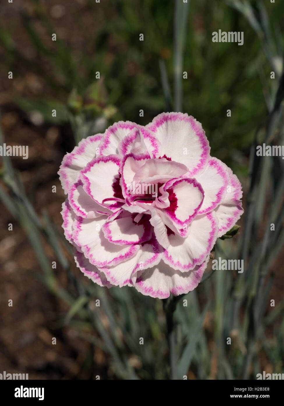 Dianthus 'Grans Favourite' flower Stock Photo