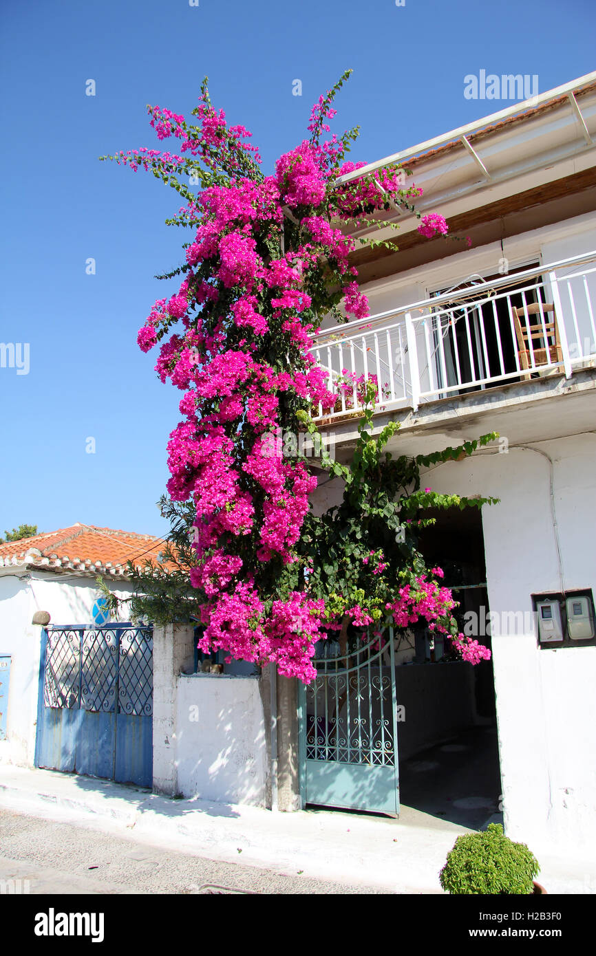 White house with bougainvillea hires stock photography and images Alamy