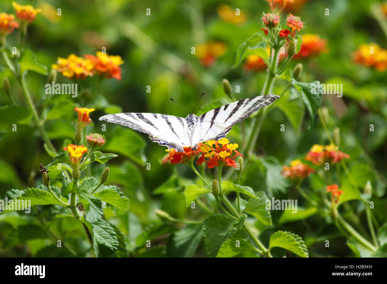 butterfly on flower Stock Photo
