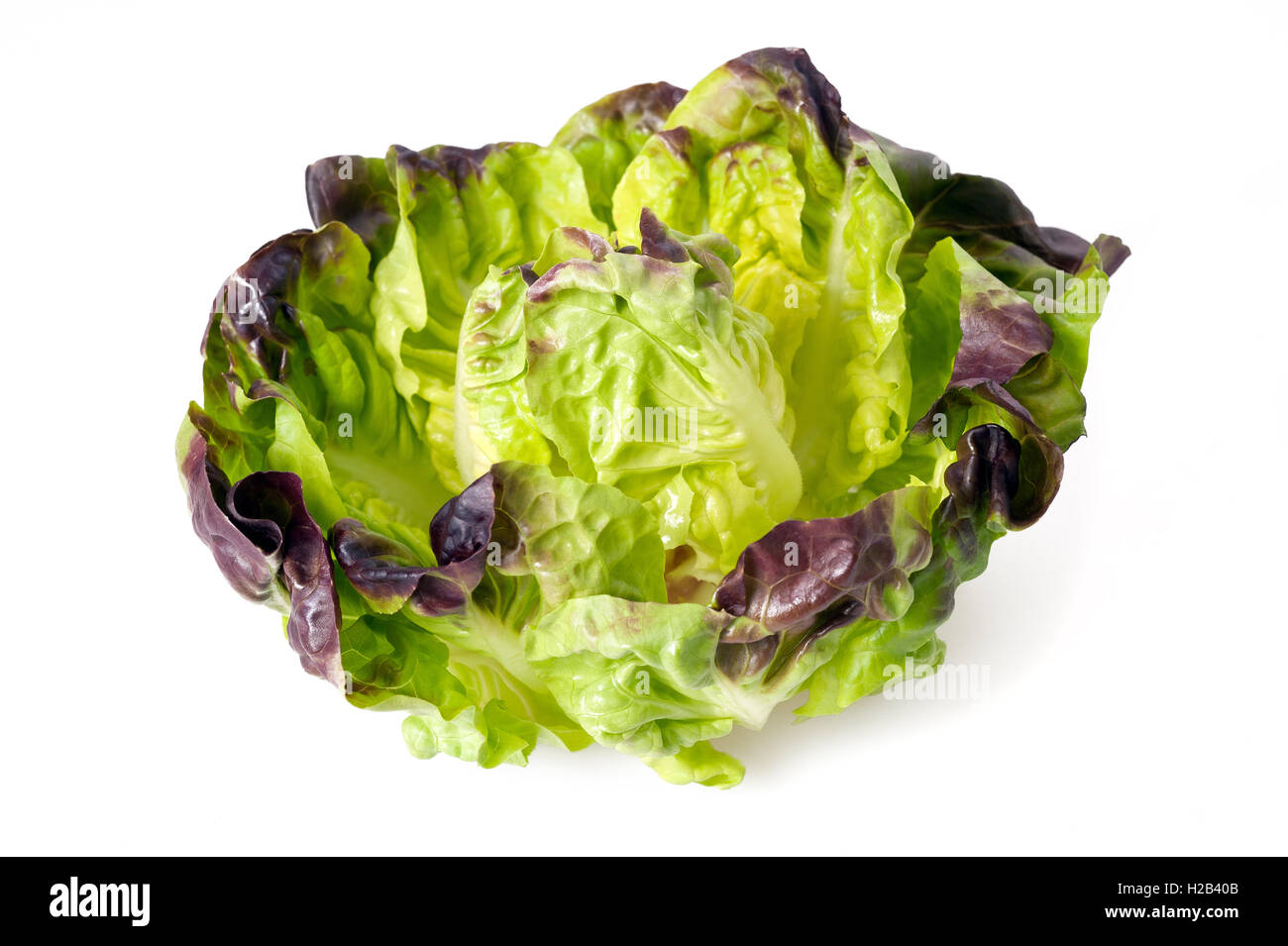 A head of red bibb lettuce Stock Photo