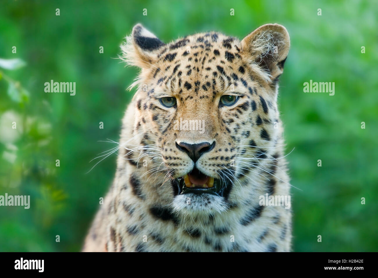 Far Eastern or Amur leopard (Panthera pardus orientalis), portrait, captive, Germany Stock Photo