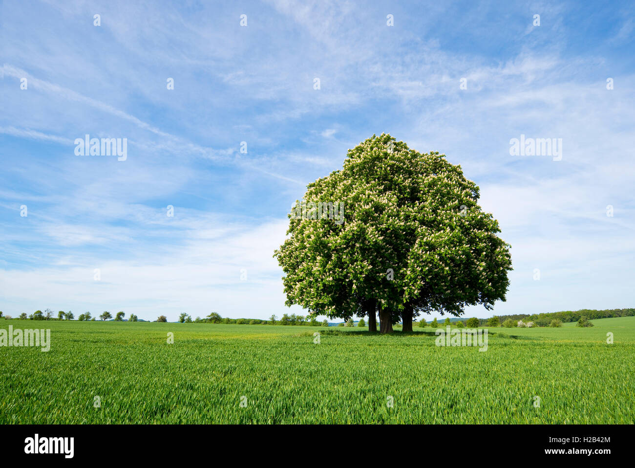 Horse-chestnut or conker tree (Aesculus hippocastanum) flowering, group of trees in grain field, Thuringia, Germany Stock Photo