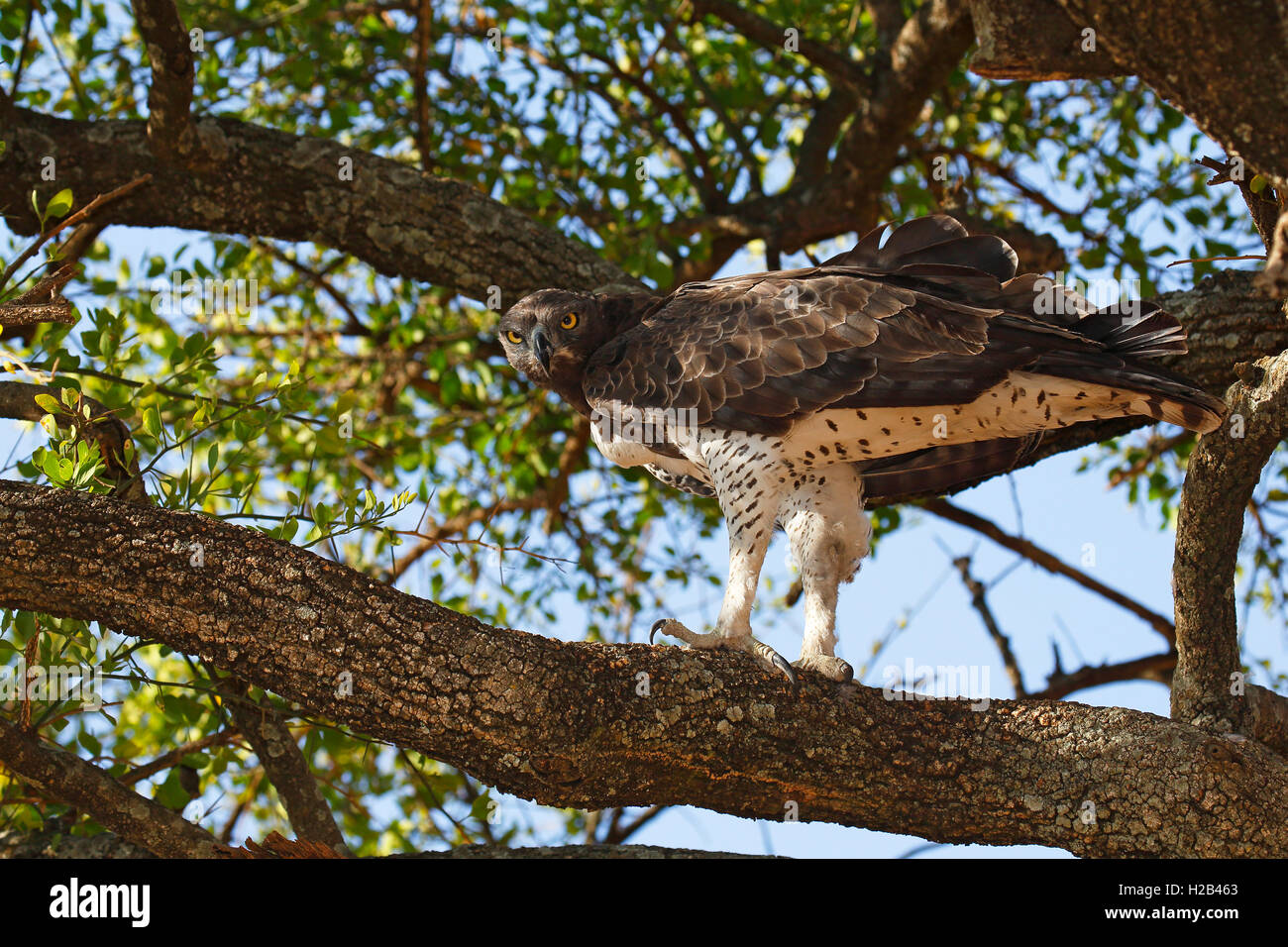 Martial eagle (Polemaetus bellicosus) camouflaged in tree, Serengeti National Park, Tanzania Stock Photo