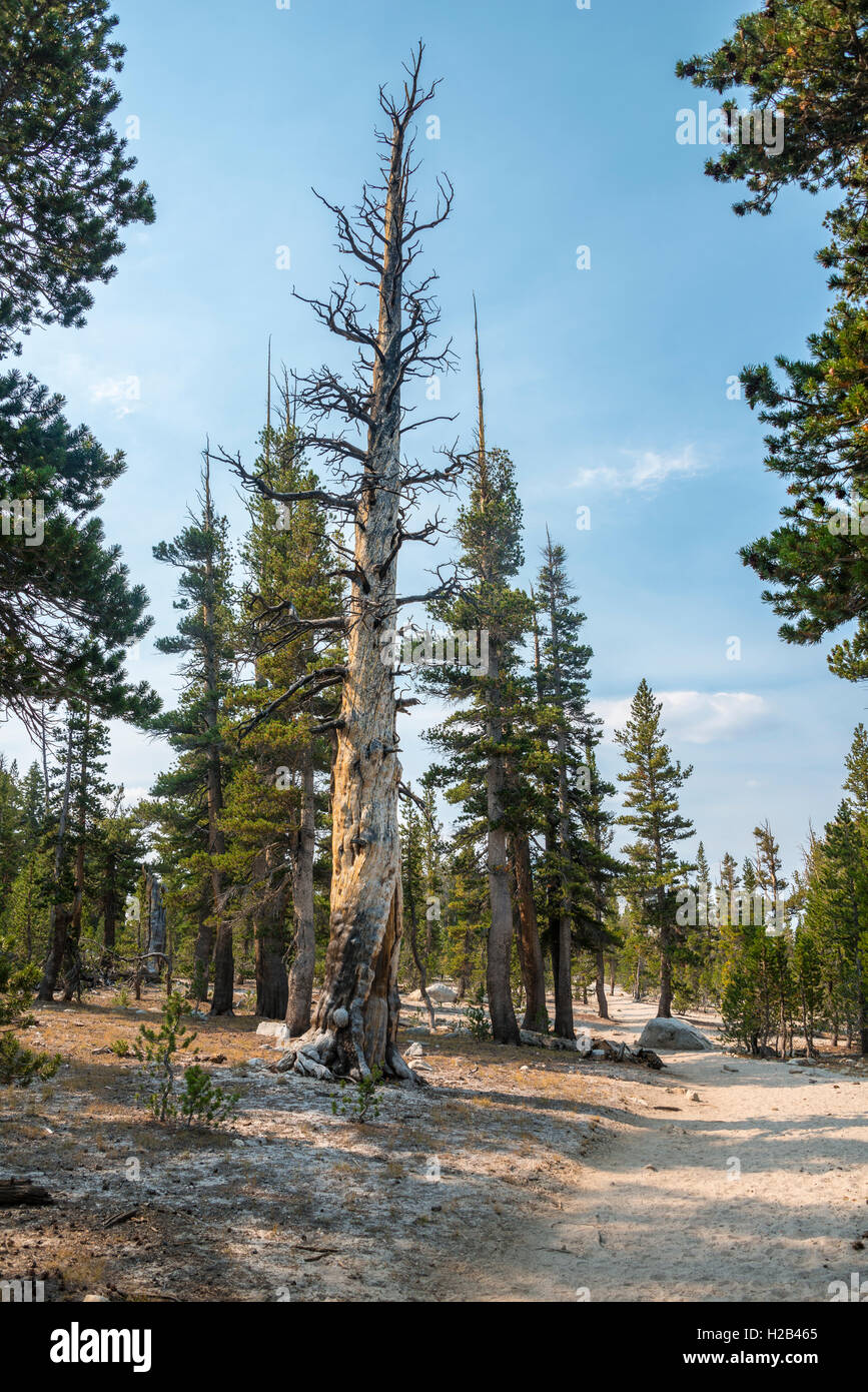 Burnt tree hires stock photography and images Alamy