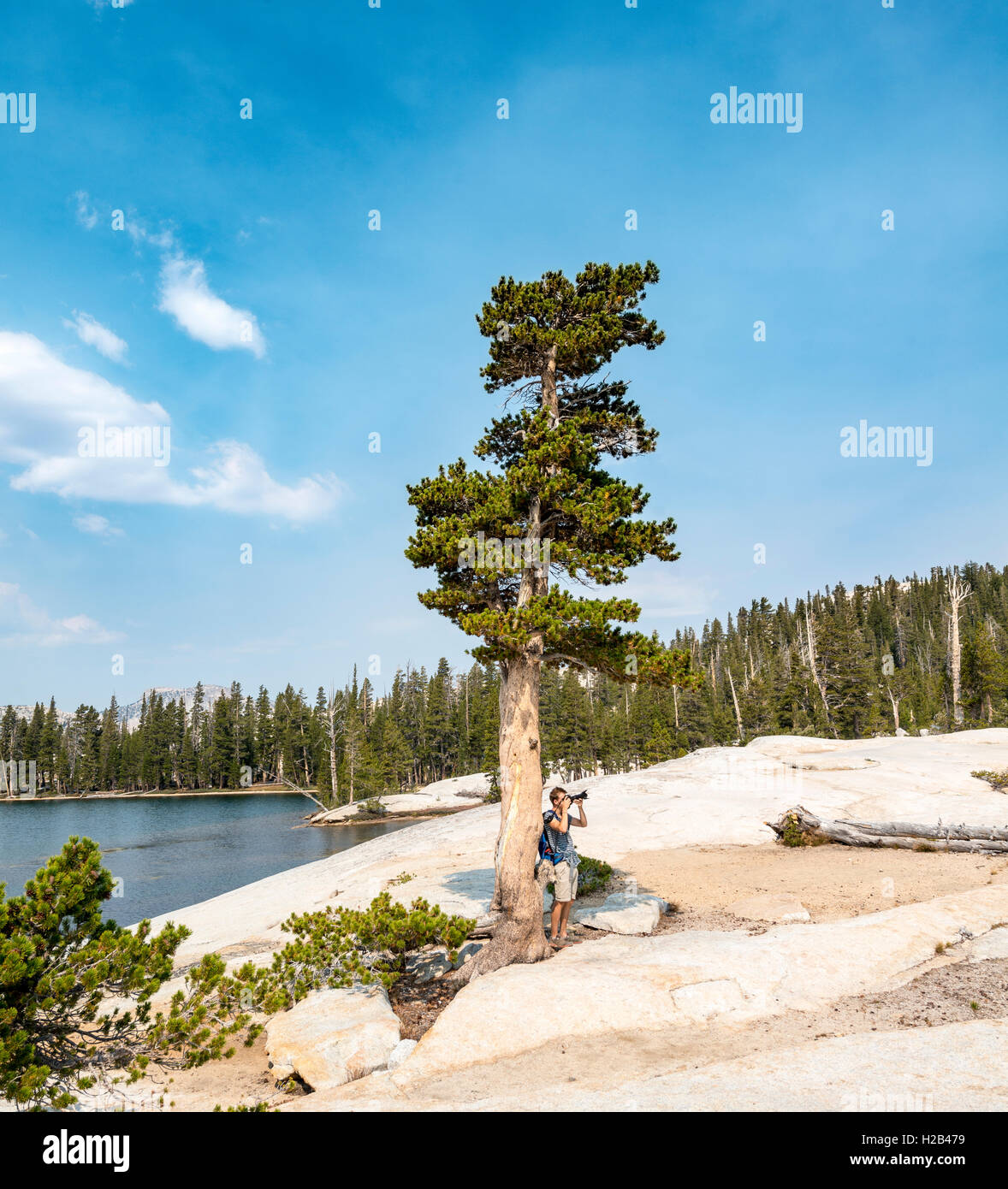 Young man, tourist photographing tree at Lower Cathedral Lake, Sierra Nevada, Yosemite National Park, California, USA Stock Photo