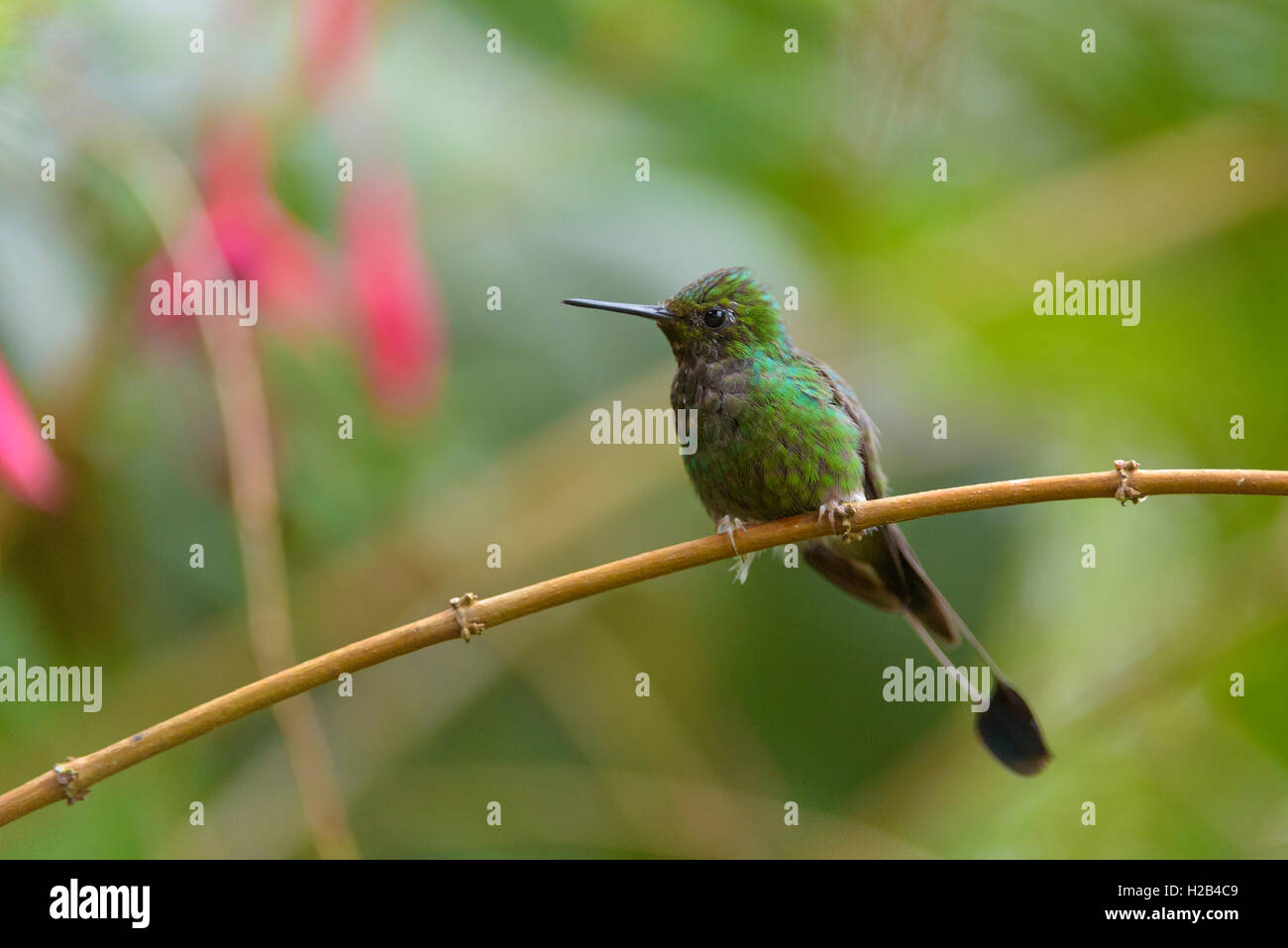 Booted Racket Tailed Hummingbird Booted racket-tail (Ocreatus underwoodii), hummingbird sitting on ...