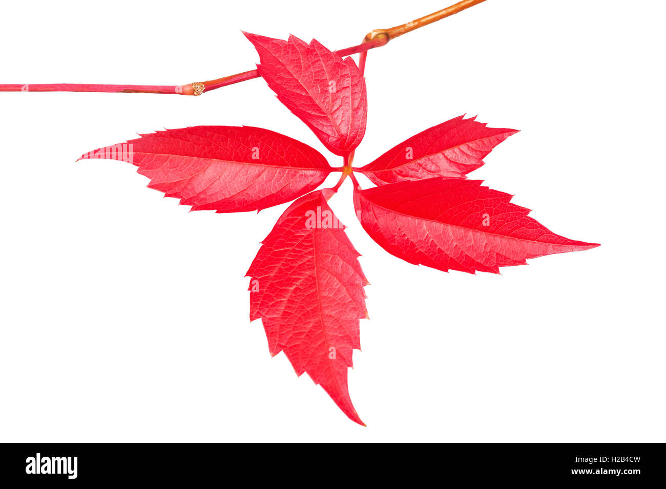 Climbing vine leaves isolated on white Stock Photo