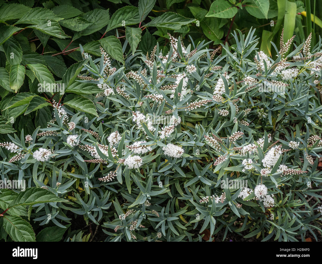 White Hebe High Resolution Stock Photography and Images Alamy