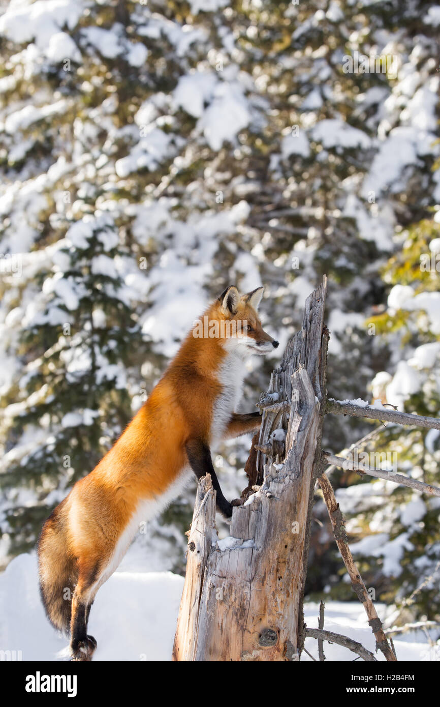 Red fox in algonquin hi-res stock photography and images - Alamy