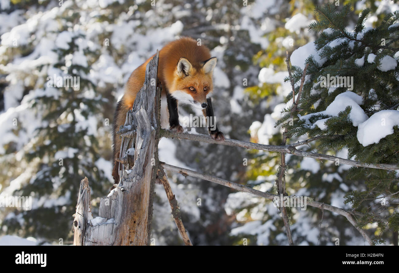 Red fox in algonquin hi-res stock photography and images - Alamy