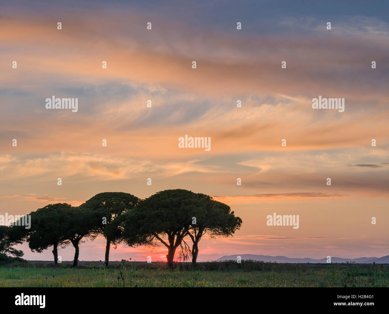 Green pine trees at sunset, Albarese, Tuscany, Italy Stock Photo