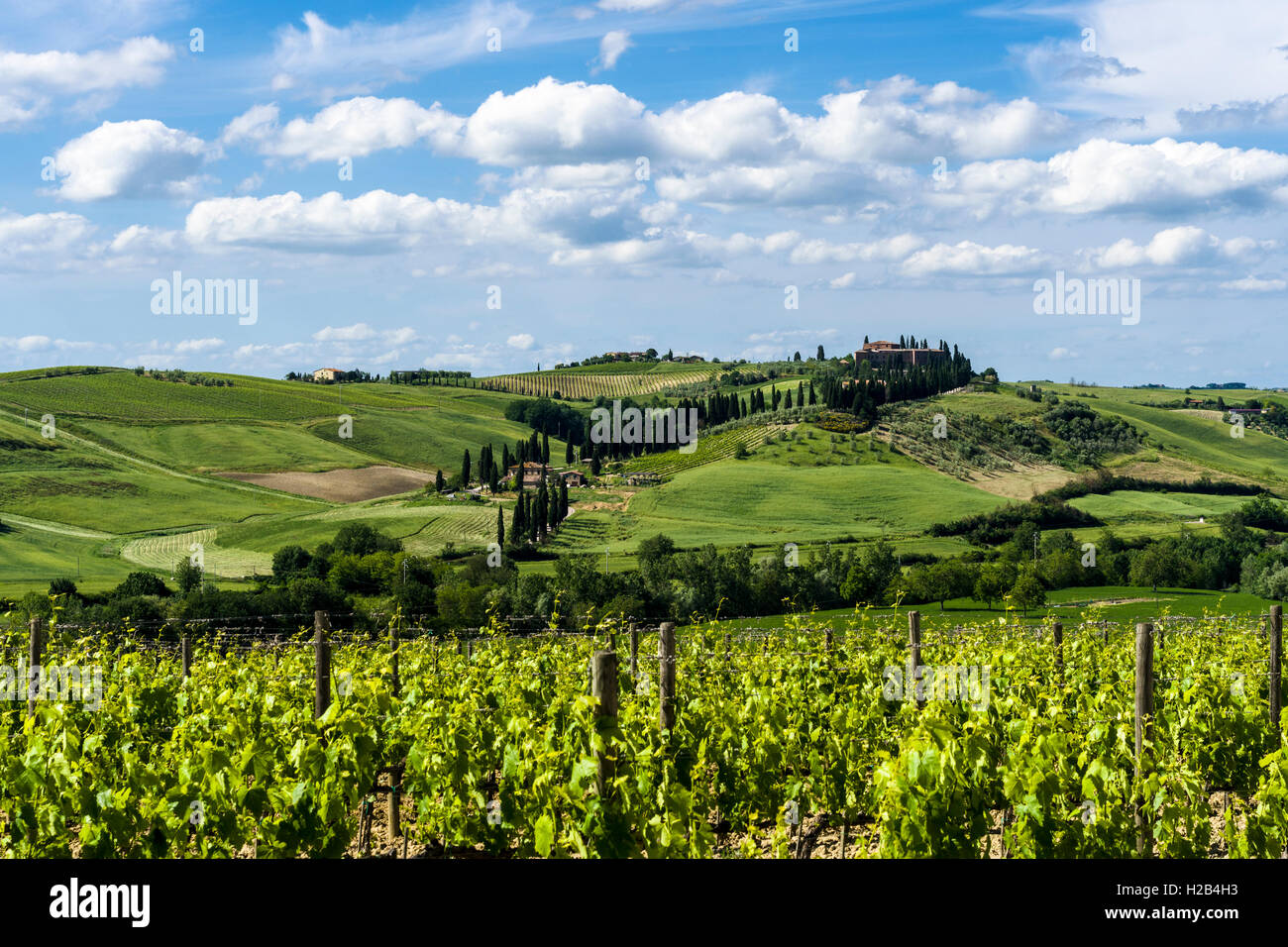 Typical green Tuscany landscape with a farm on a hill, wineyards, olive plantations, blue sky, Val d’Orcia Stock Photo