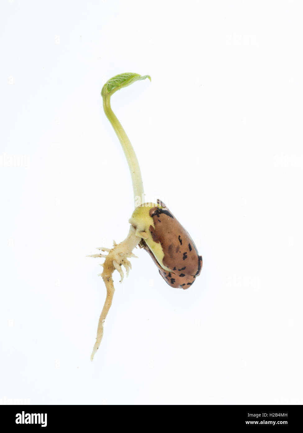 Newly germinated runner bean seedling Stock Photo