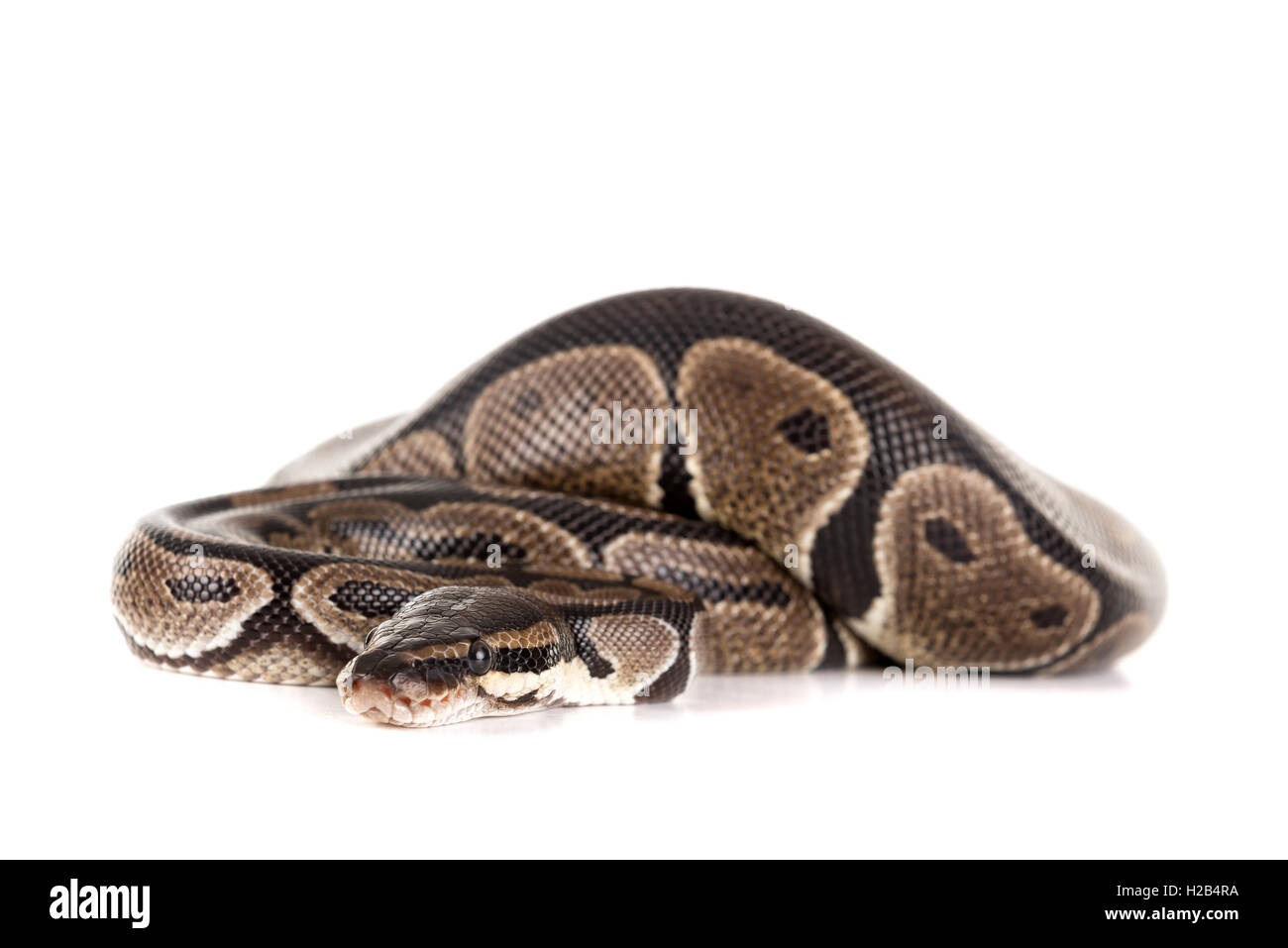 Beautiful python isolated in a white background Stock Photo - Alamy