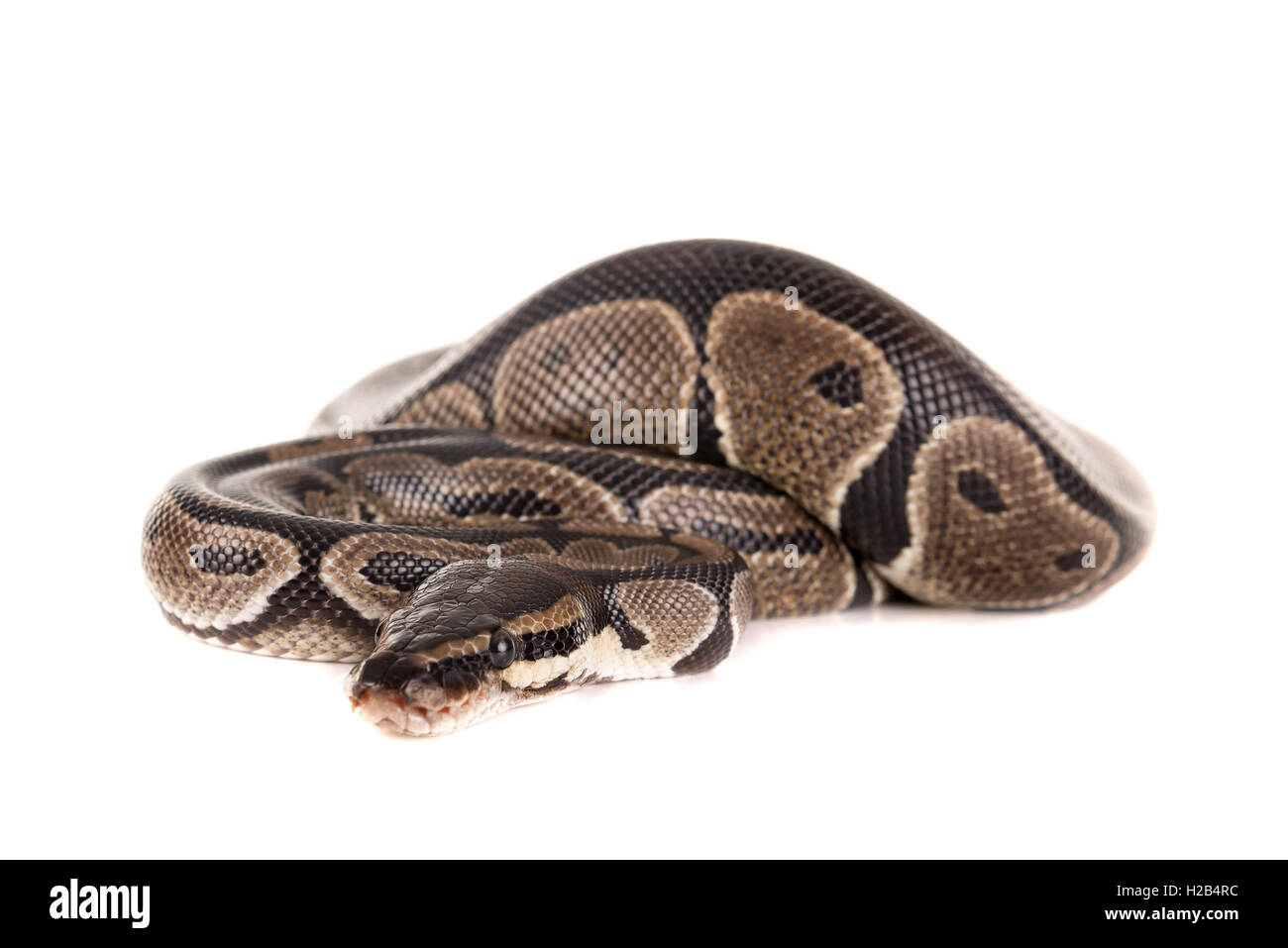 Beautiful python isolated in a white background Stock Photo - Alamy