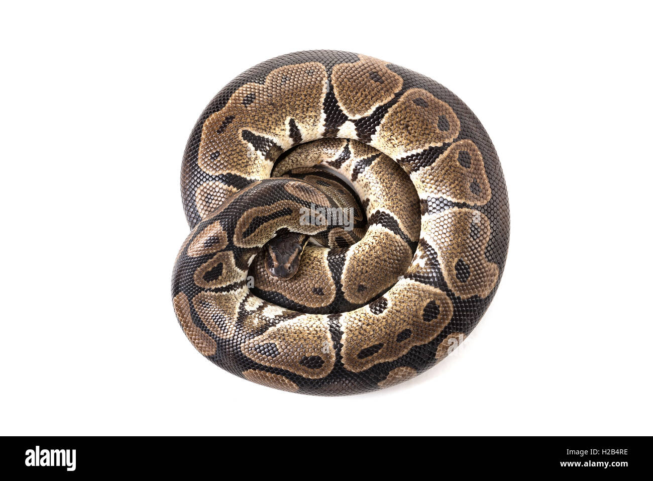 Beautiful python isolated in a white background Stock Photo