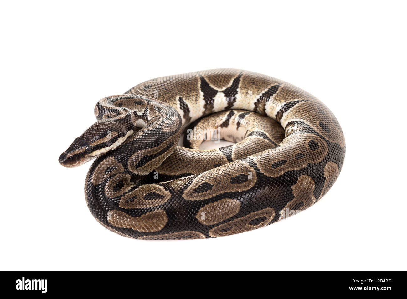 Beautiful python isolated in a white background Stock Photo - Alamy