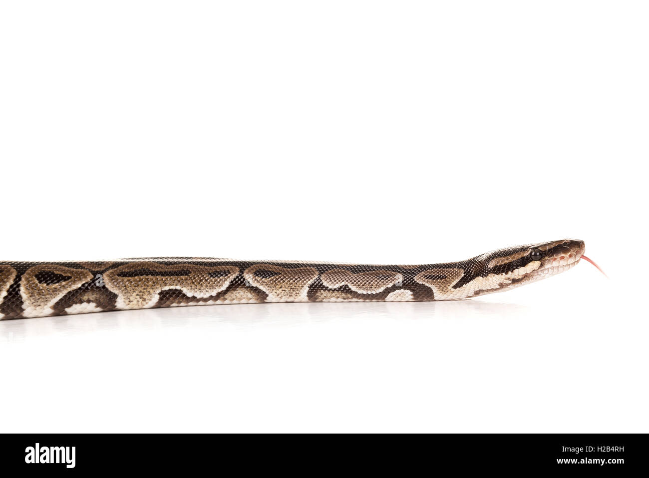 Beautiful python isolated in a white background Stock Photo - Alamy