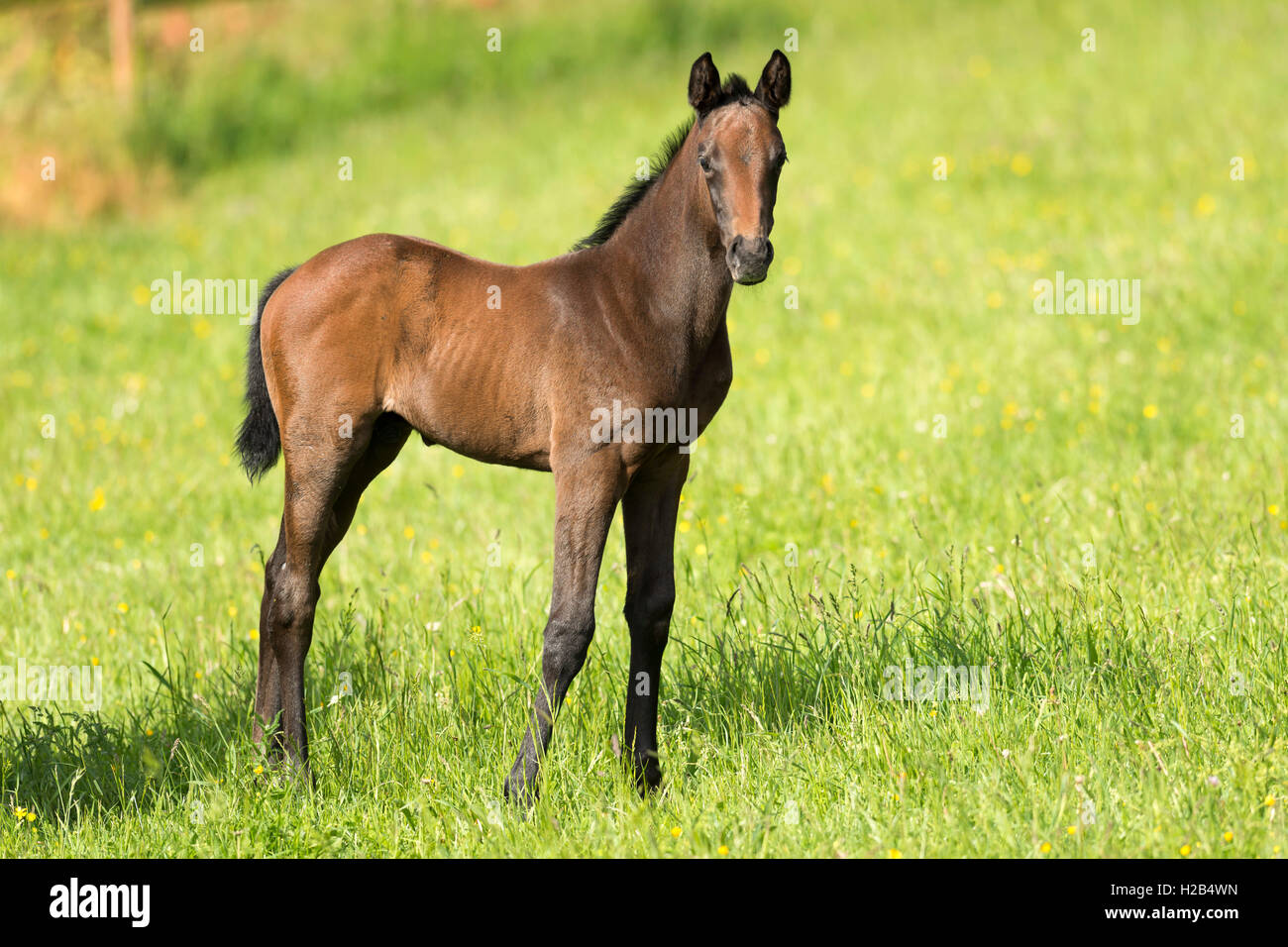 Thoroughbred horse, racehorse, foal standing in meadow, Baden-Württemberg, Germany Stock Photo