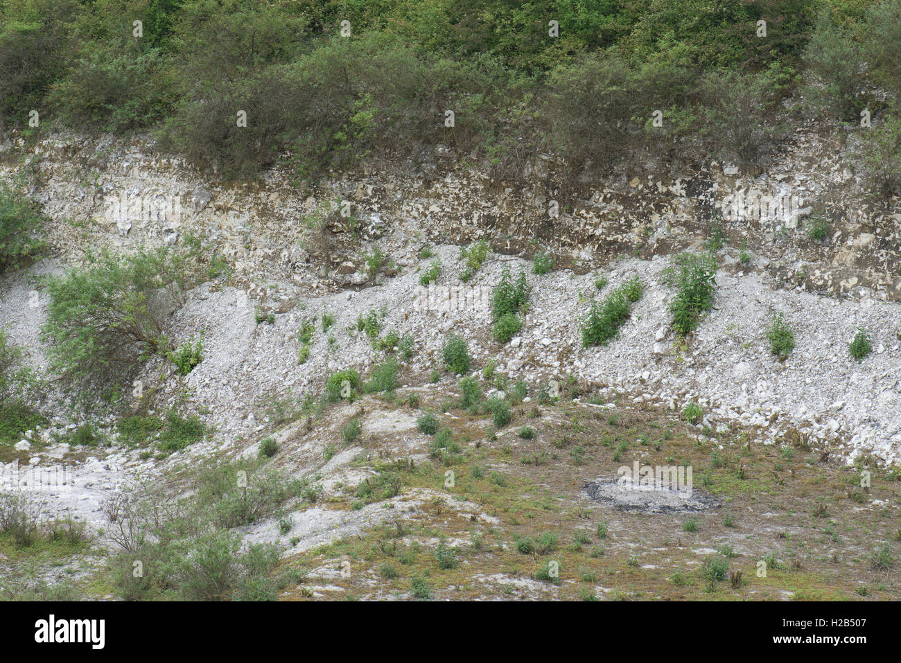 Clandon chalk pit hires stock photography and images Alamy